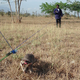 Illustration for article titled Meet the heroic rats who are trained to sniff out land mines